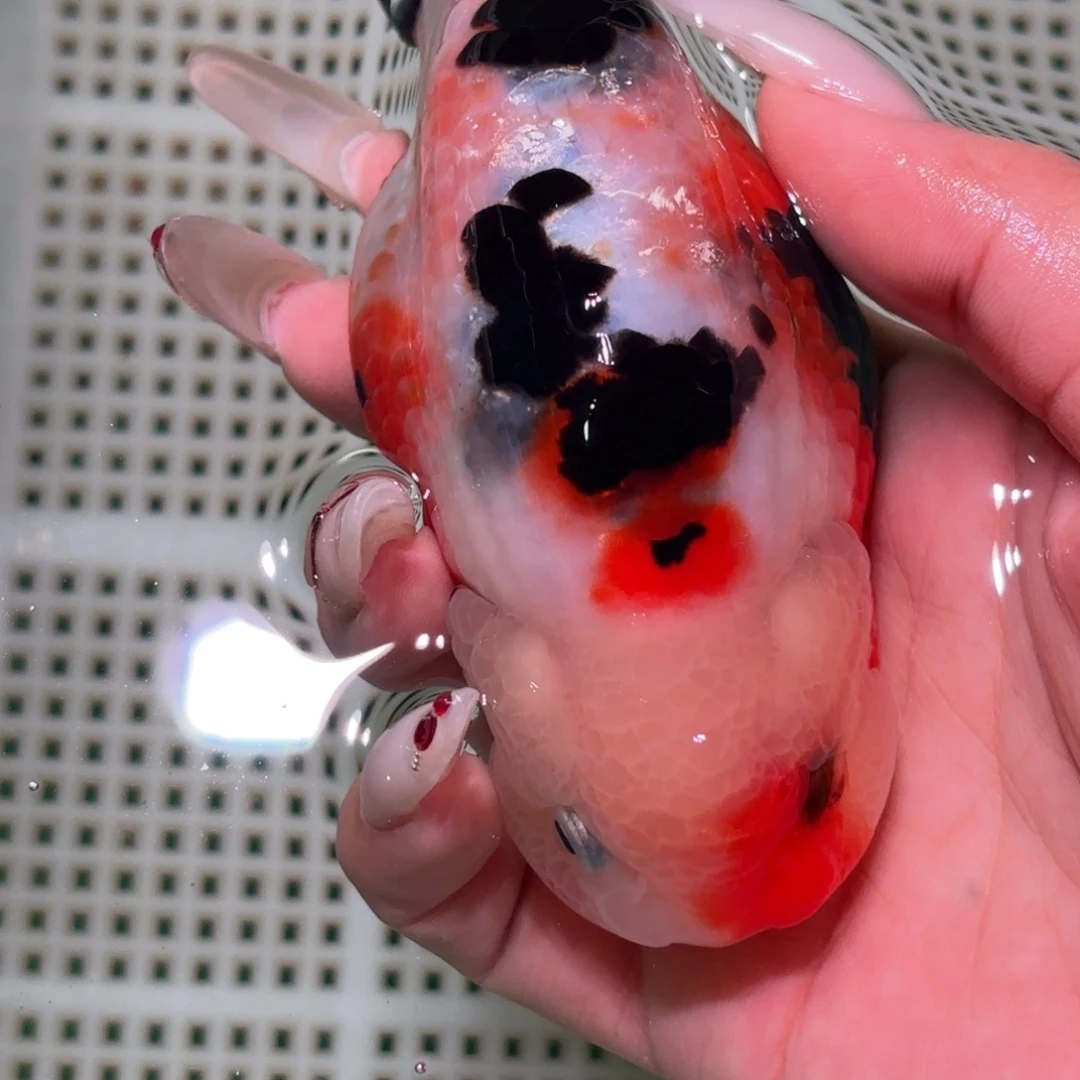 t***o金鱼不拍包装运费到付，拍包装包邮