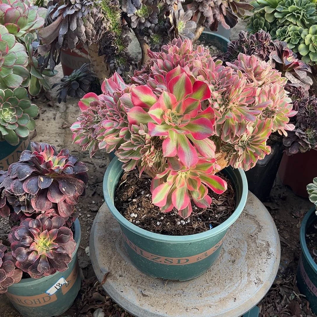 24女巫缀化法师多肉植物