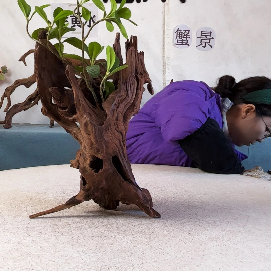沉木造景爬宠造景