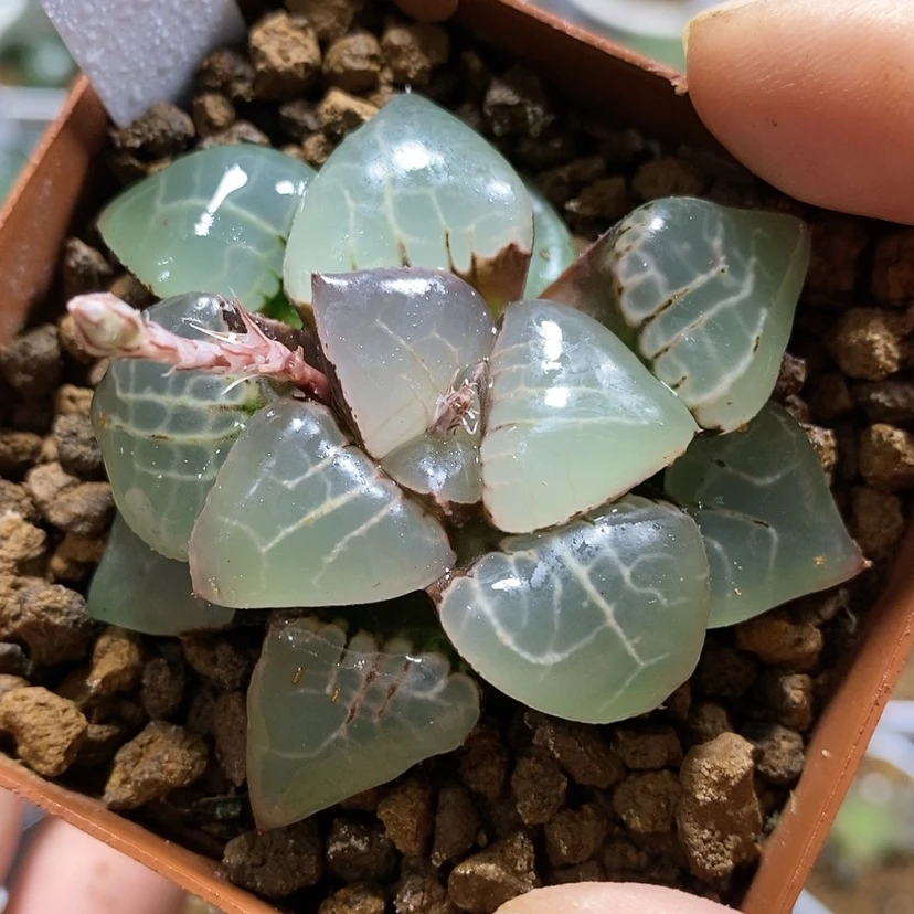 【闪购商品】444女神