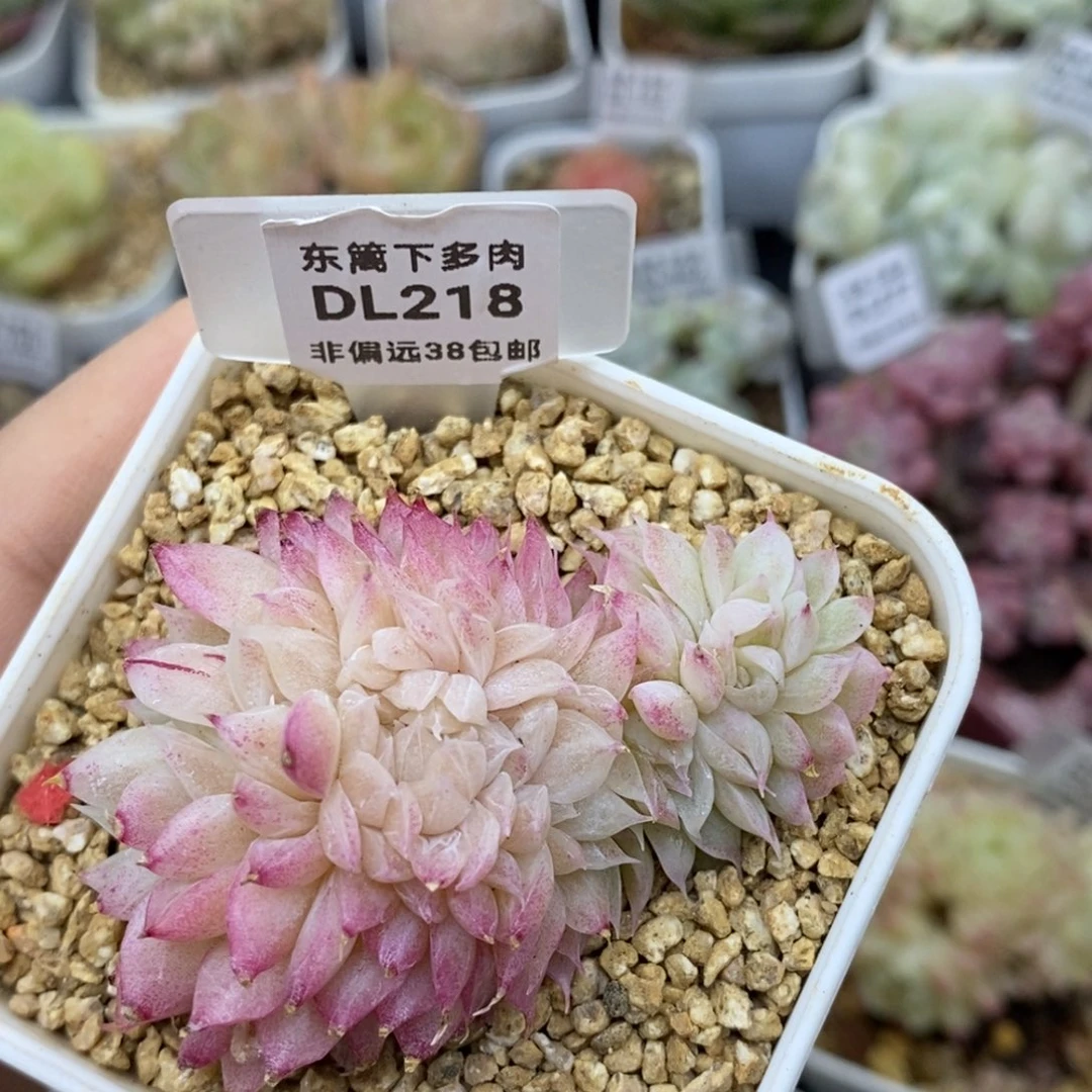 吾**也218东篱下多肉植物盆栽