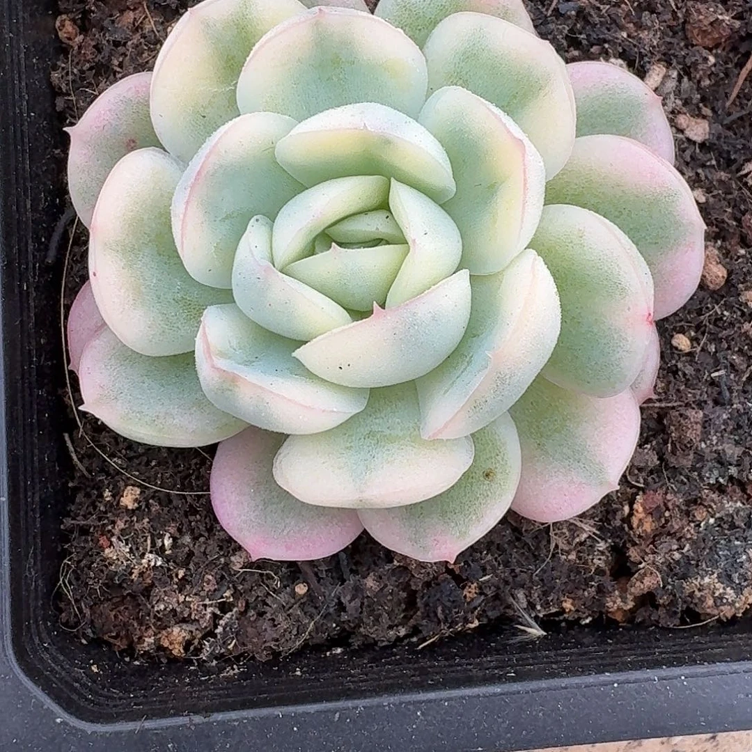 草莓蛋糕一物一拍多肉