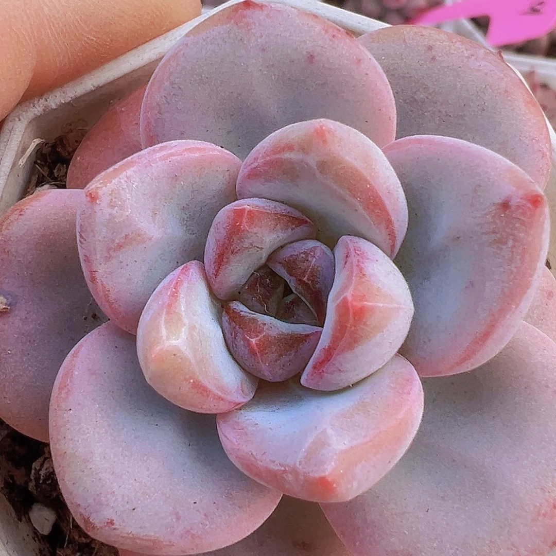 漫漫雪19包邮多肉植物