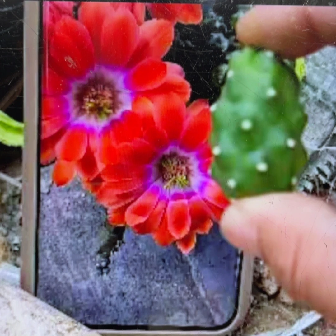新品水仙情懒A18侧芽一个