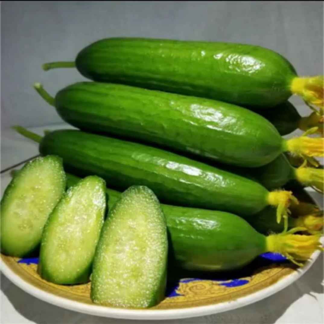 正宗 山东水果黄瓜 5斤装