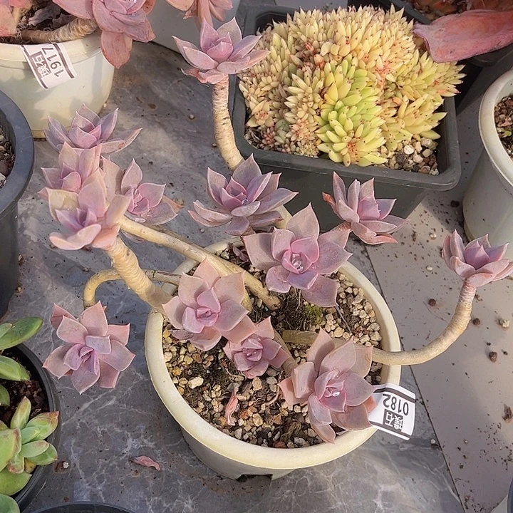 初恋0182多肉植物