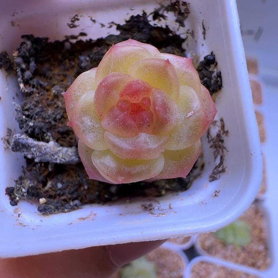 无尽灯多肉一物一拍