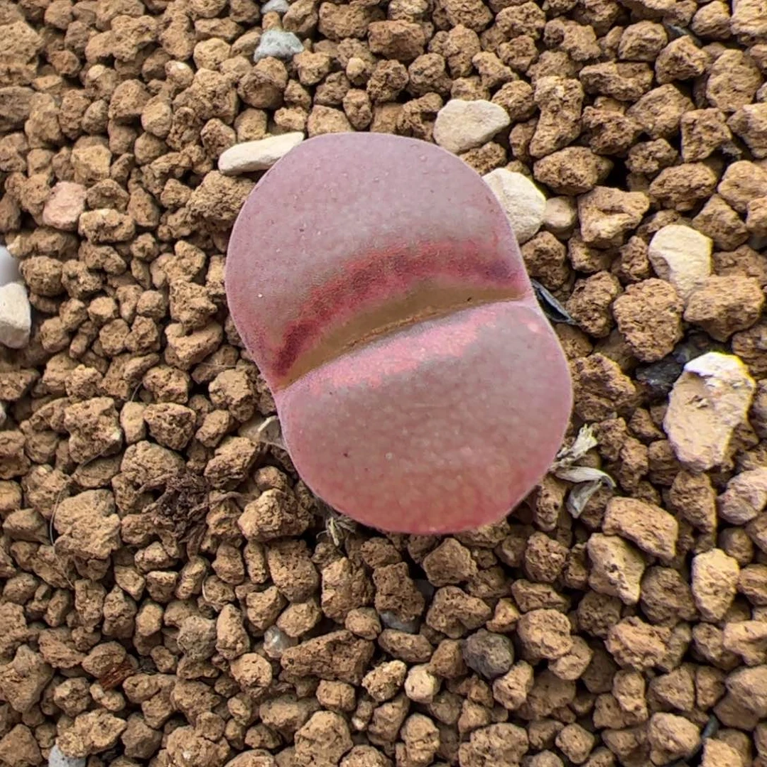 0327号c10 多肉植物