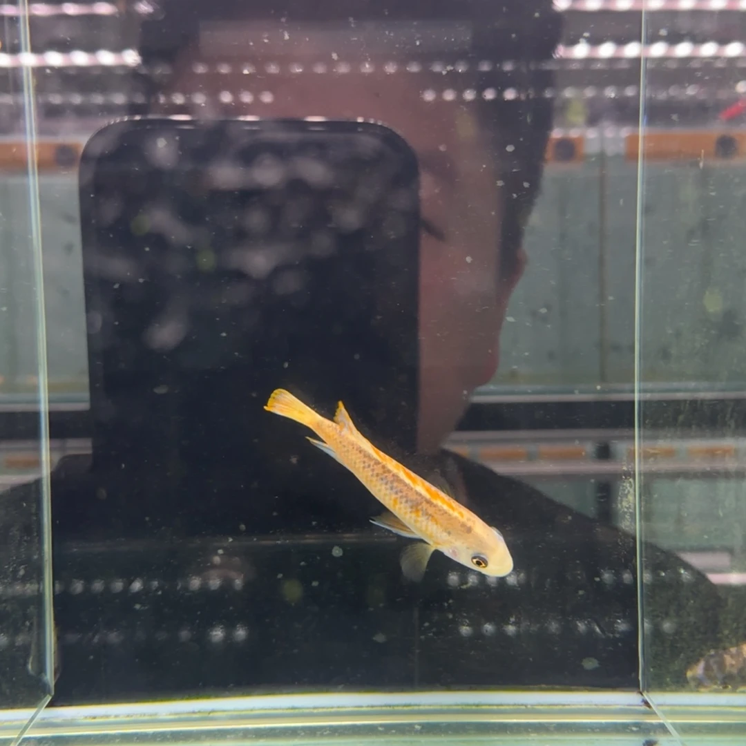 心***海慈鲷984号松比西^_^