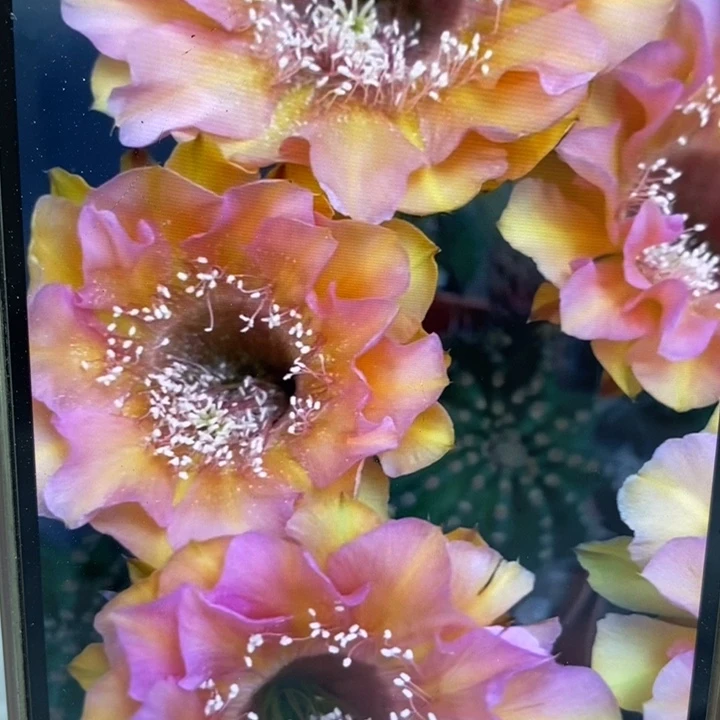 彩草16号7公分左右