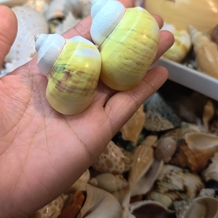 石材天然海螺贝壳寄居蟹替换壳