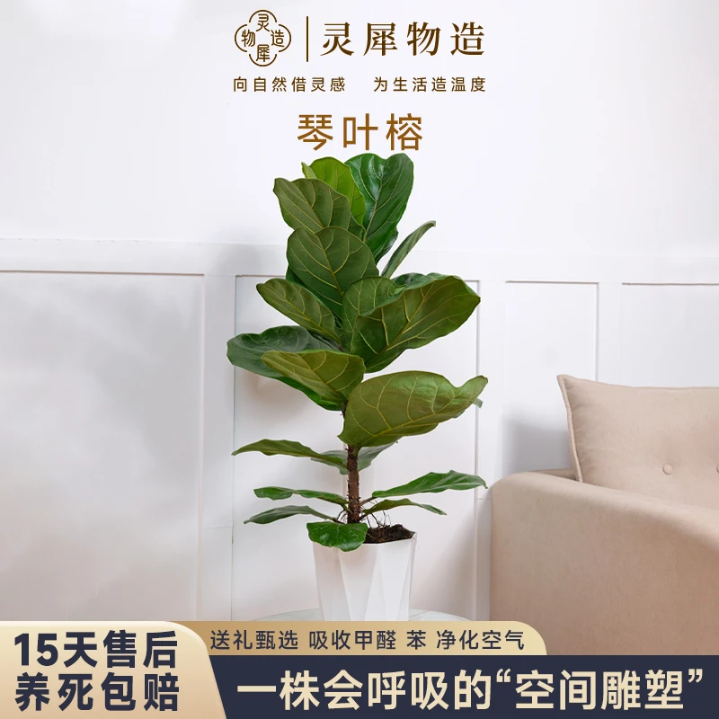 【四年老桩琴叶榕】网红绿植客厅ins风室内装饰盆景好养植物