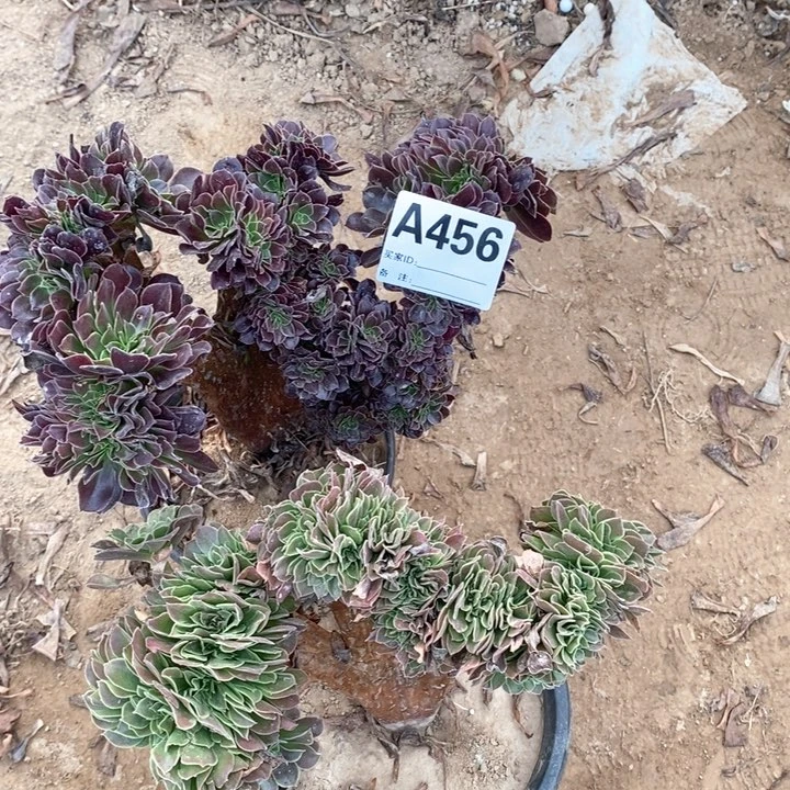 无花朵456欧紫锥玫瑰追多肉植物