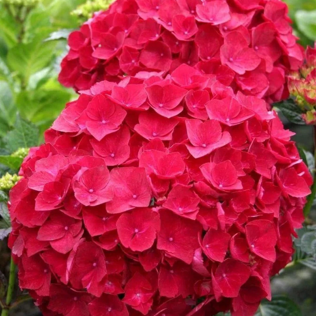 红色大花绣球花两加仑苗盆栽老桩带花苞开花地栽盆栽家庭无尽夏