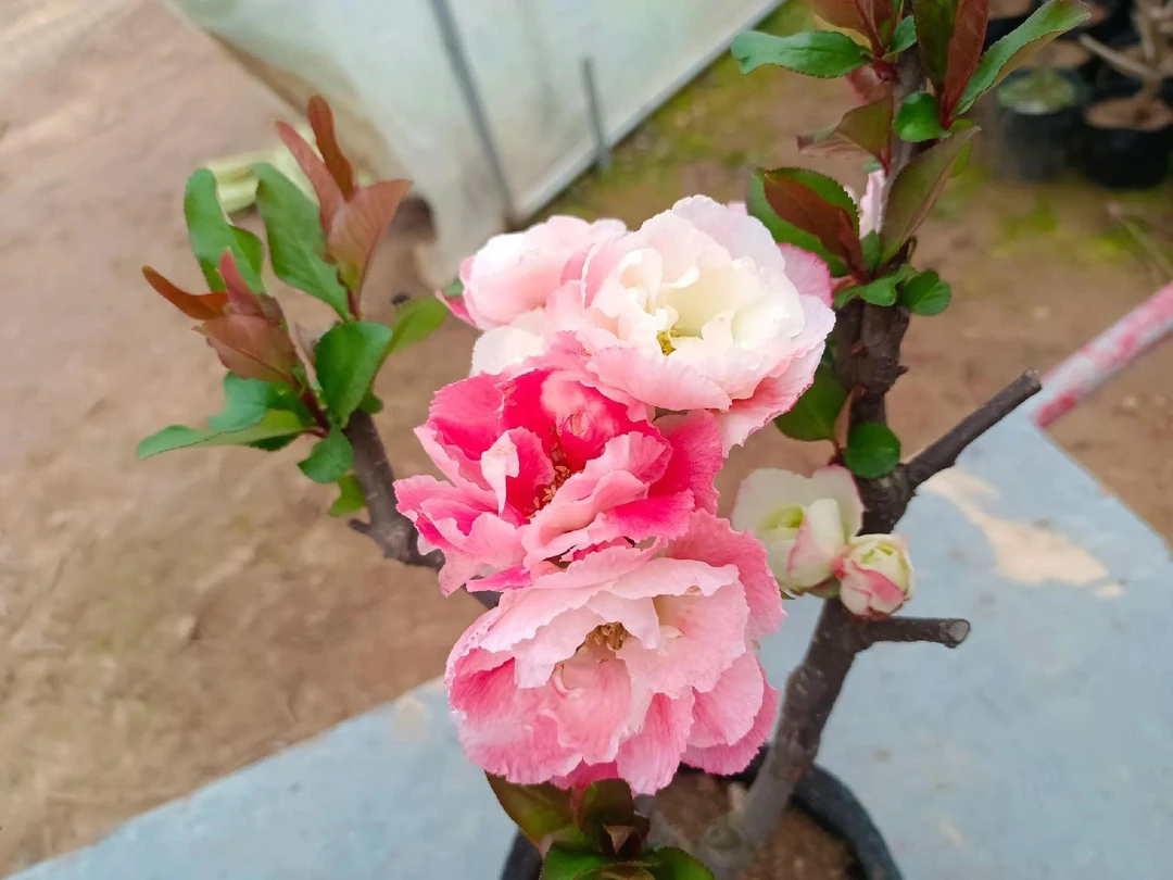 【大花牡丹彩玉】彩玉飞高端稀有变色彩色海棠