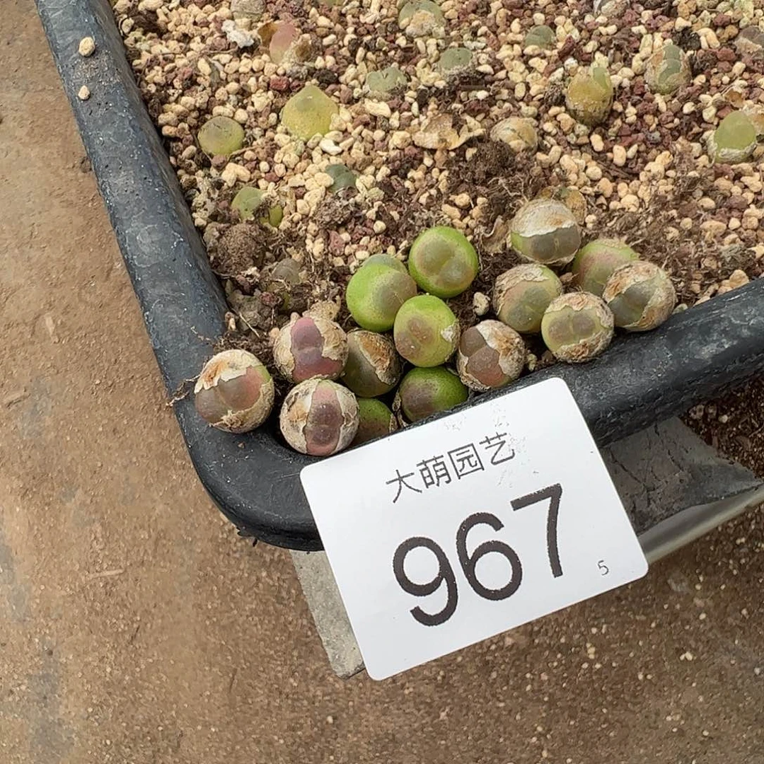 0000967量拍以下1颗拉登