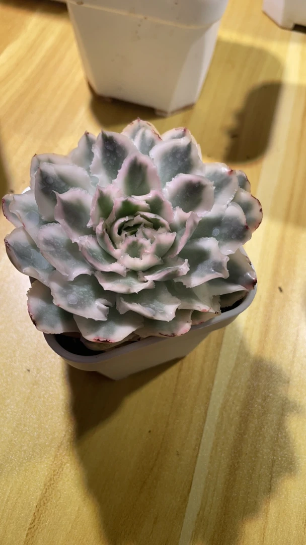 紫蝴蝶锦多肉盆栽花卉