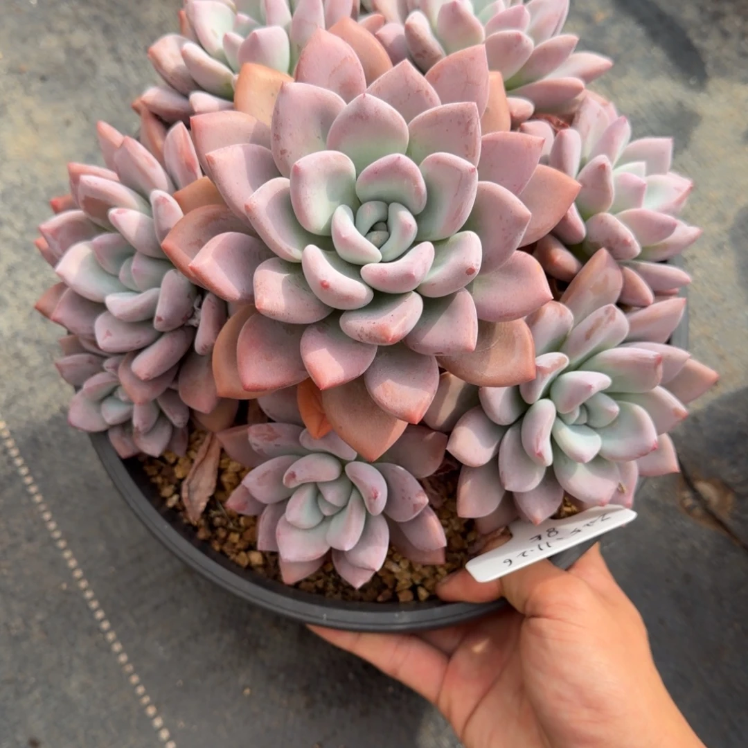 一物一拍奥橙捧花85