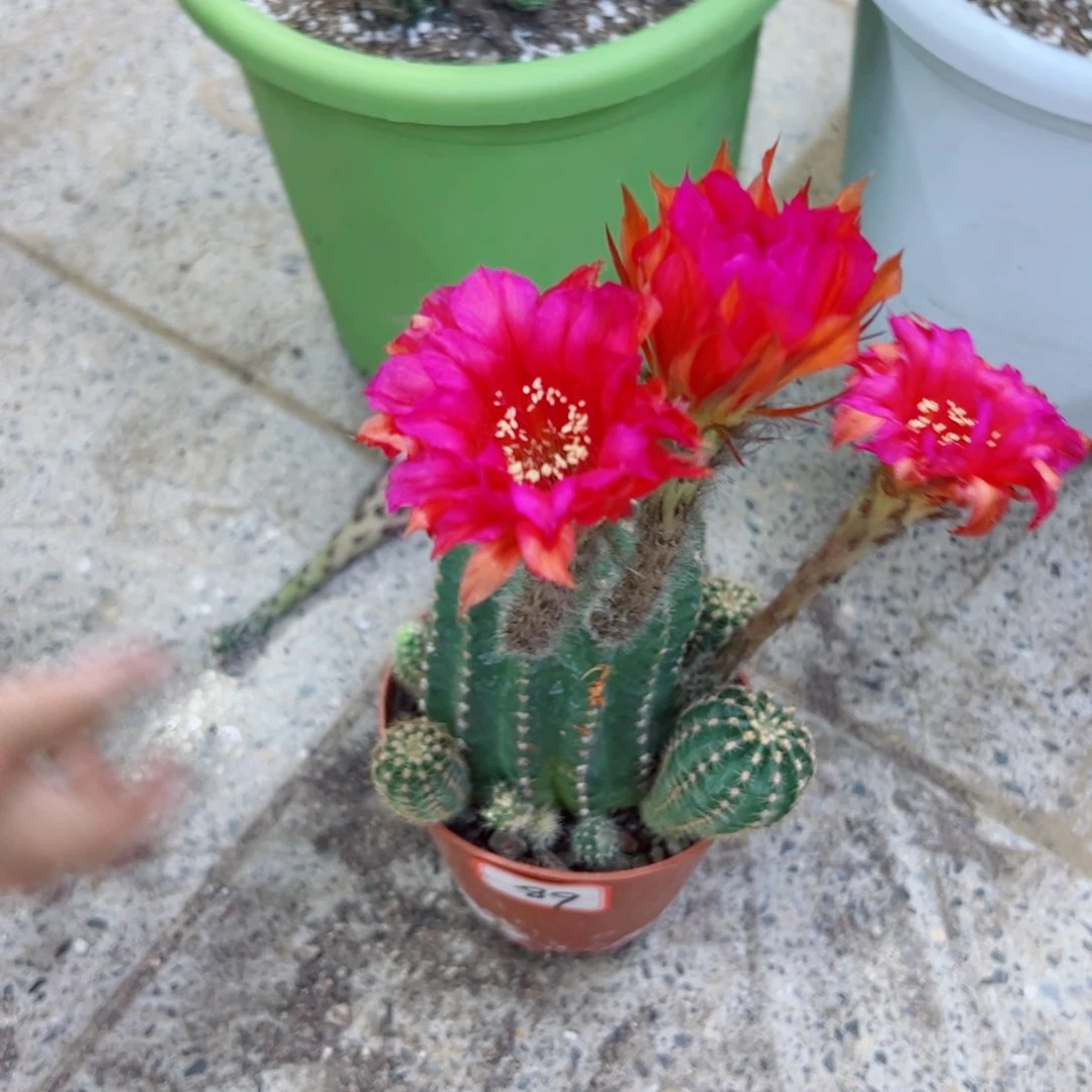 下89彩草根根斑点掉侧芽无售后脱土掰花发货