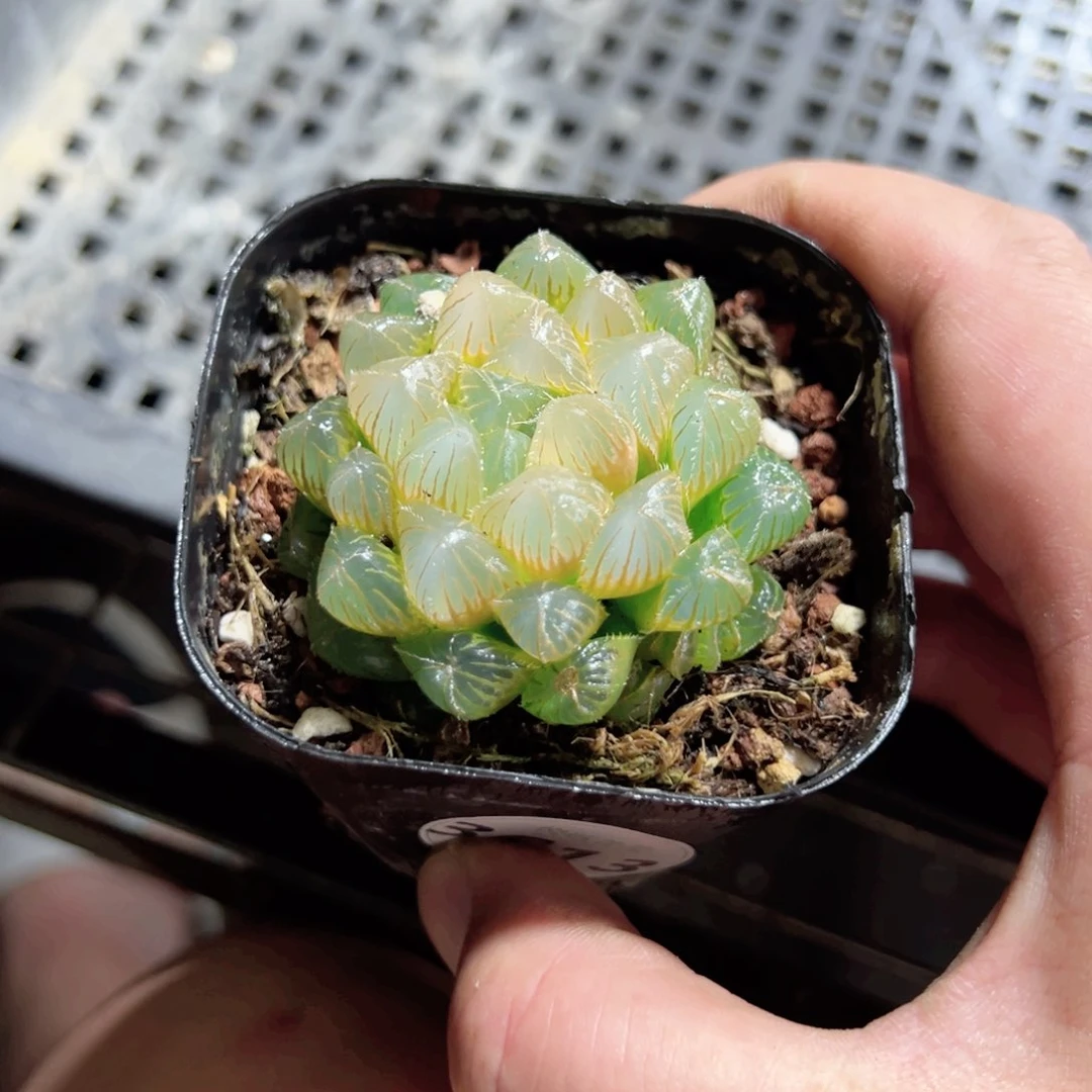 小*3613多肉植物一颗