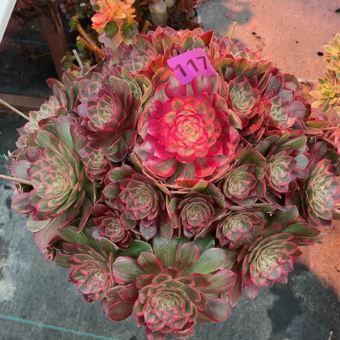 117莲花座法师多肉植物