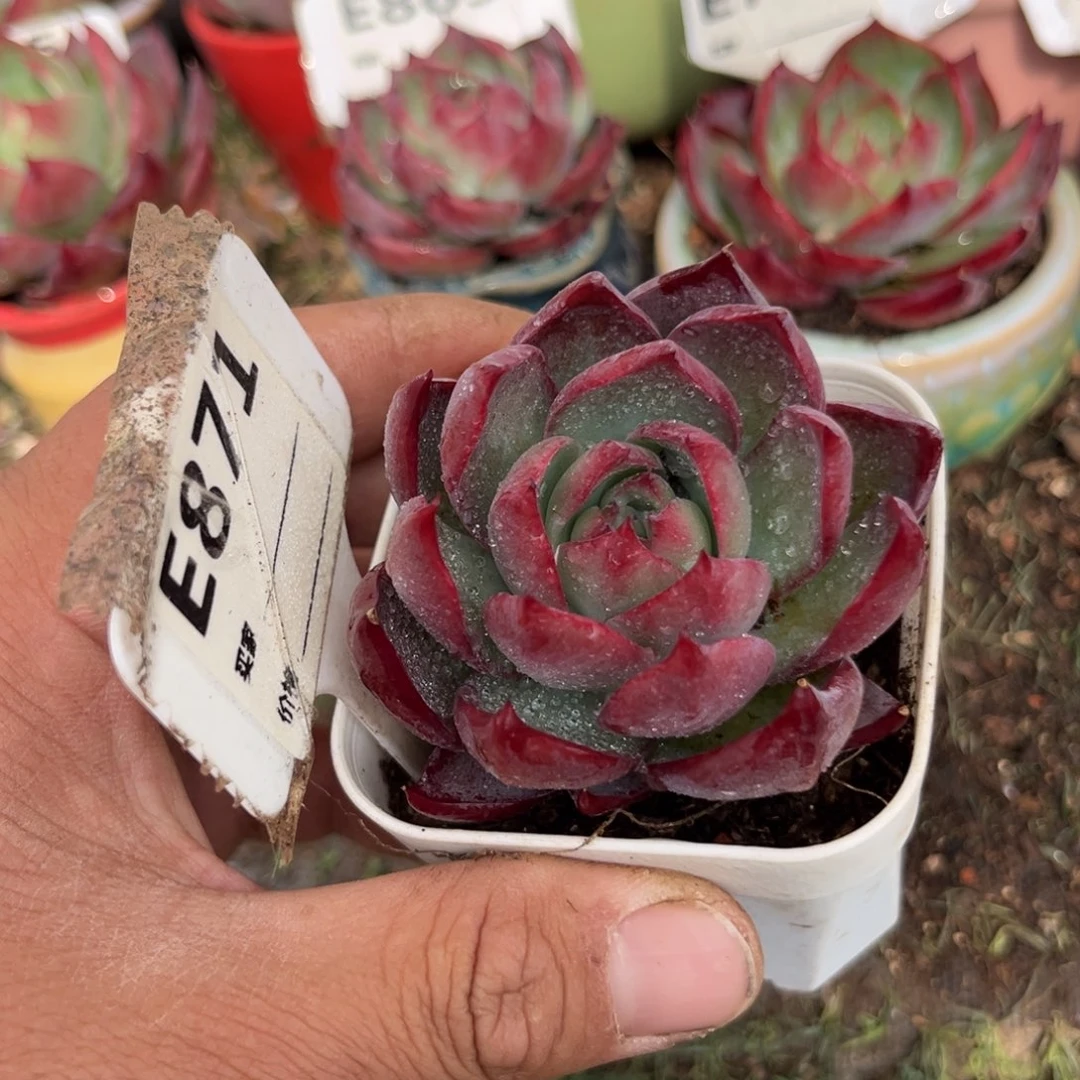 惊鸿一瞥871号多肉