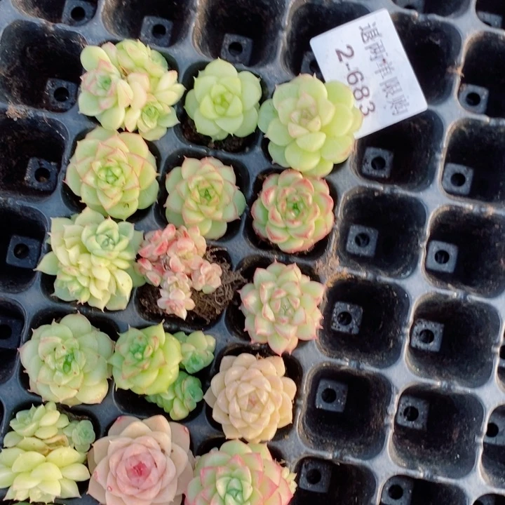 W***Y2-683多肉多肉多肉多肉多肉