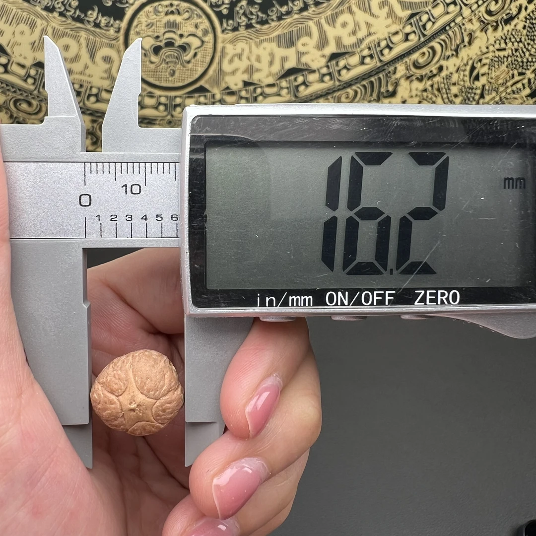 尼泊尔凤眼菩提五星尺寸16一物一图然