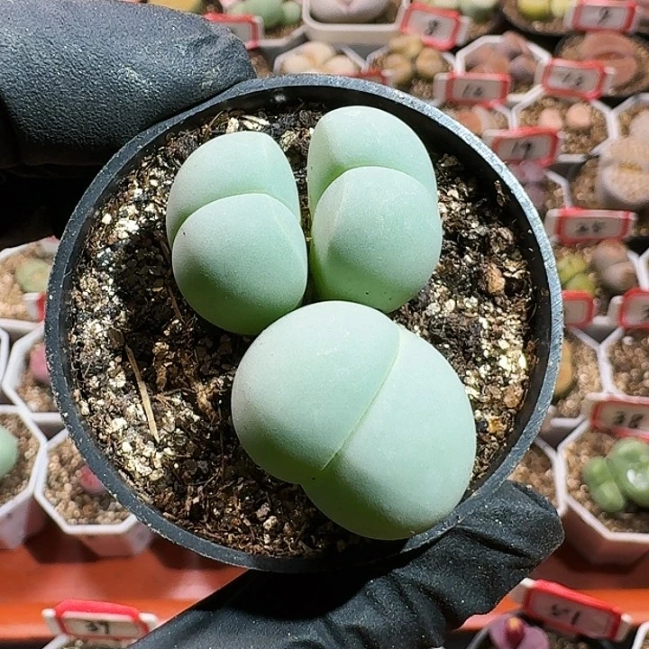 生石花1144。 502