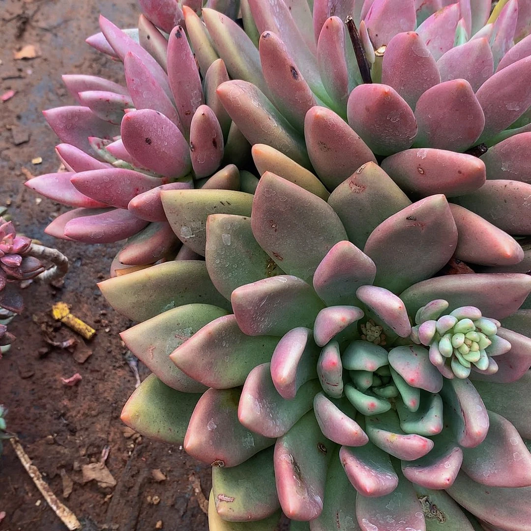 小***草      桃花源16018