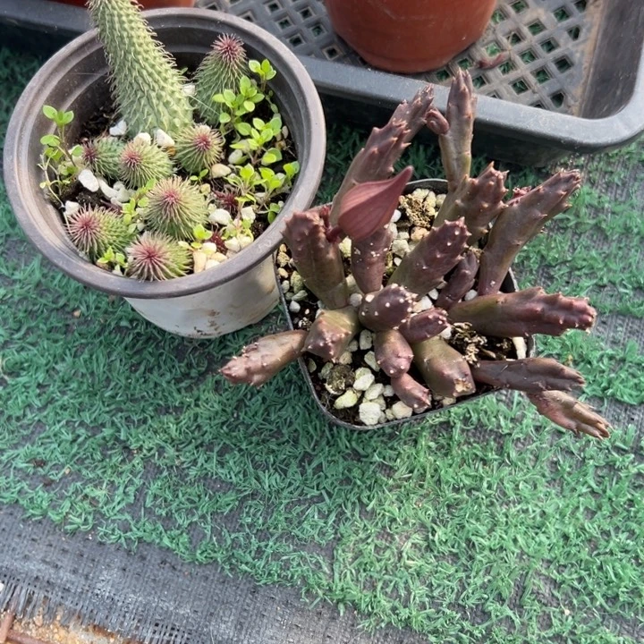 两颗萝藦，一物一拍