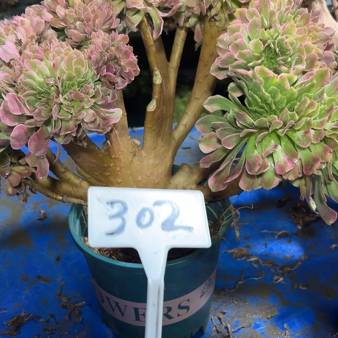 多肉植物香菲缀花302