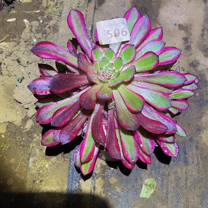 596粉铜多肉植物