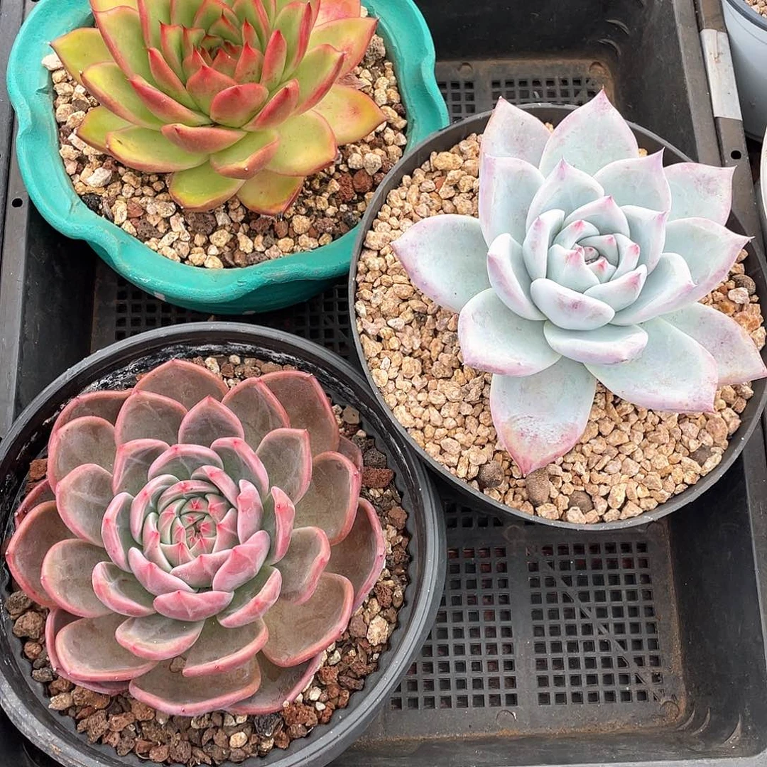 多肉植物一物一拍