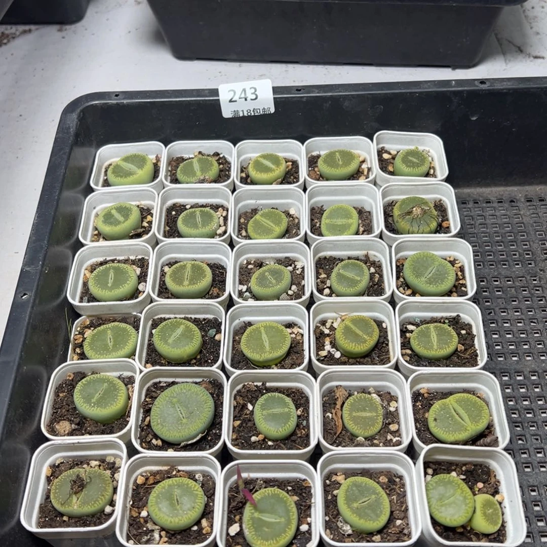 【闪购商品】 243。 绿光阳量拍一颗。