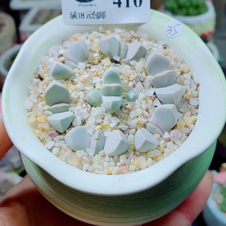 生石花花花花花花花410