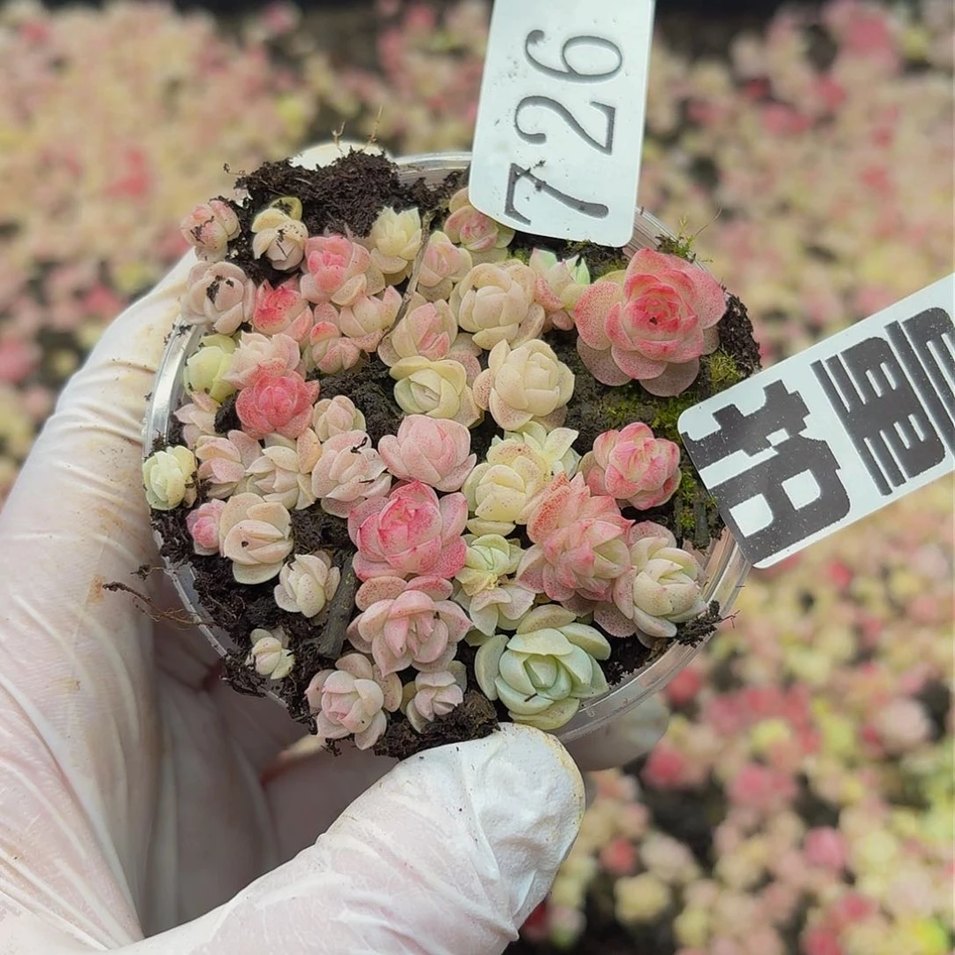 多肉植物多肉植物726量拍