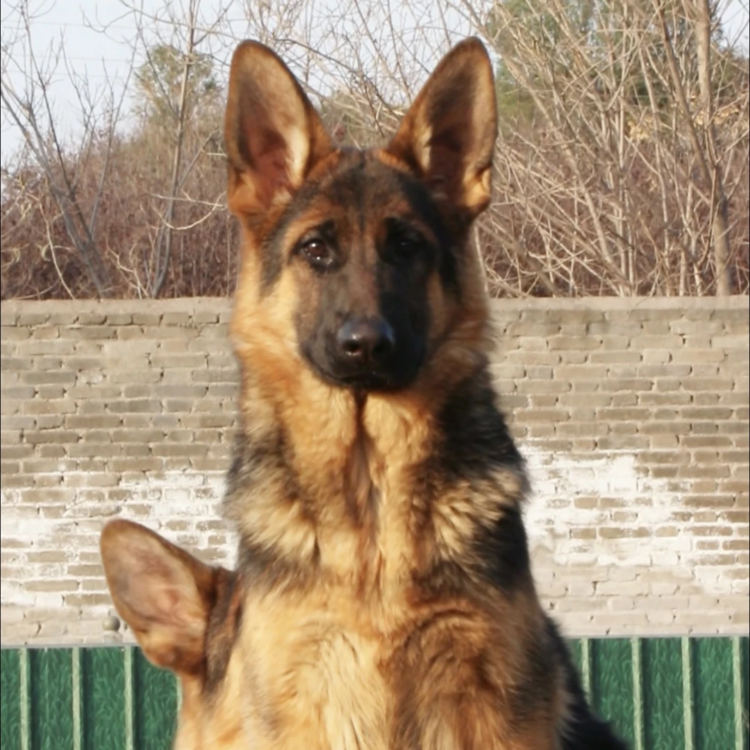 【西德甄选】西德牧羊犬乌蓝&古威女儿母 秋天