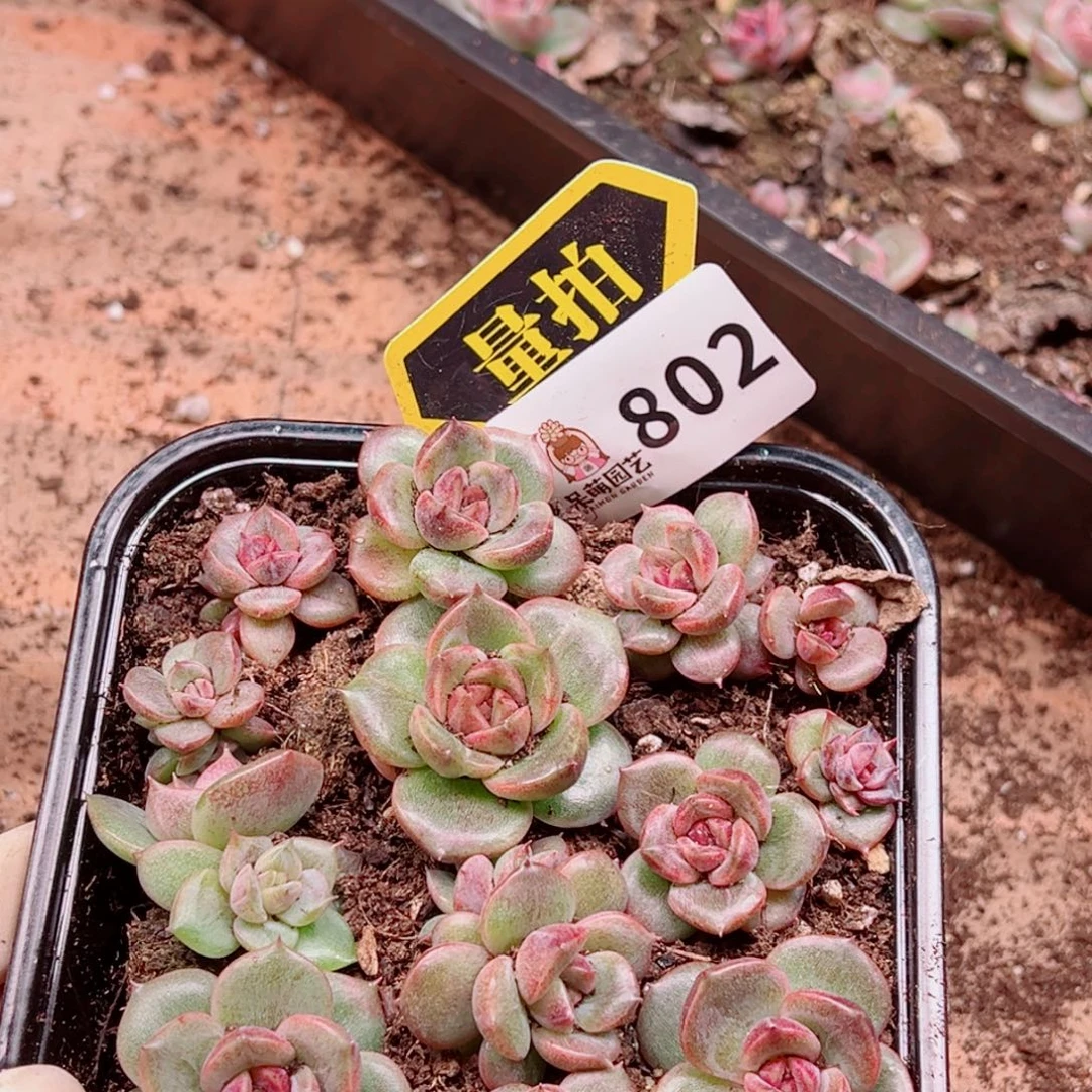 多肉植物多肉植物