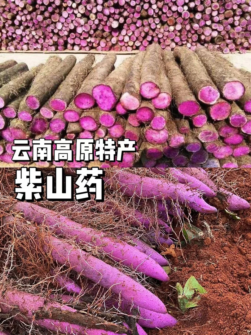 云南高原红土地紫玉怀山紫灵芝山药软/糯/香/甜/1/3/5/9斤包邮