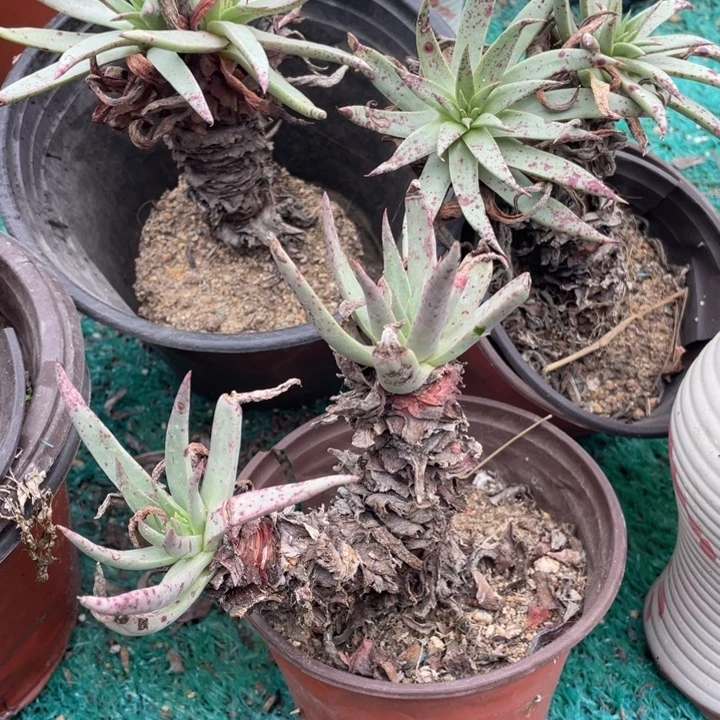 伊静思 3可多肉植物