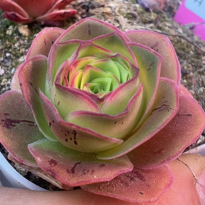 帕美土豪框x绝色 福利 t315.