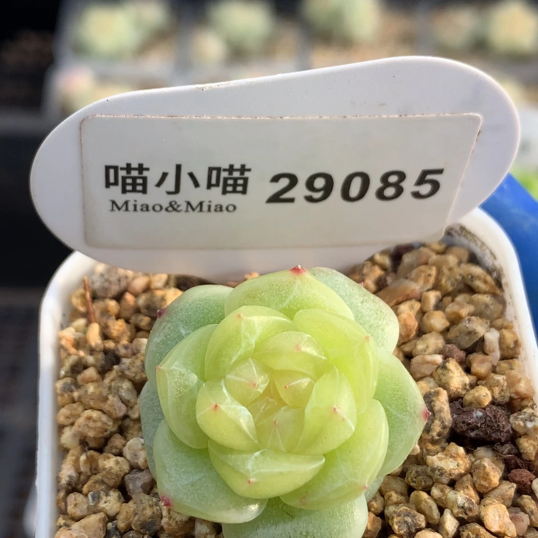 石***器多肉植物杂交珍妮