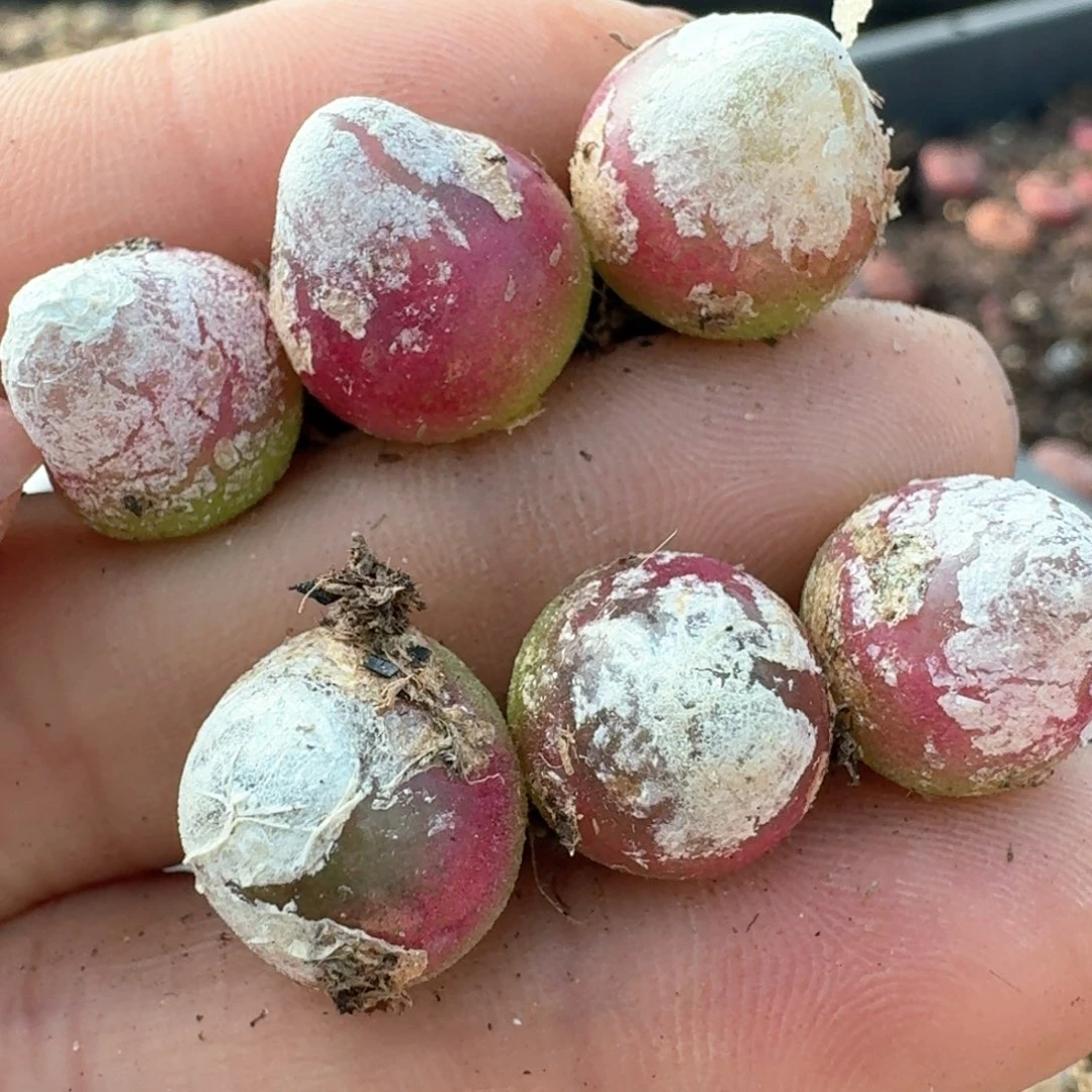 493三颗000看看000000000