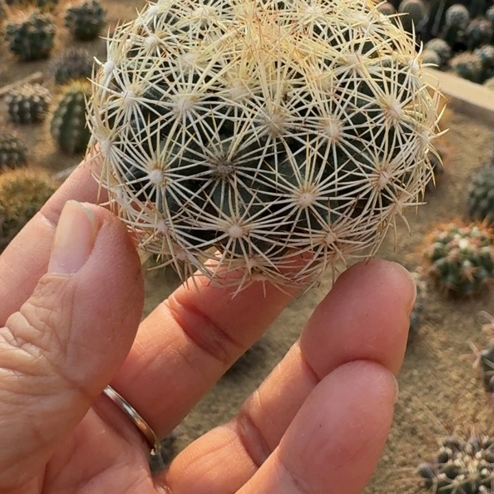 仙人球，海胆丸，有根