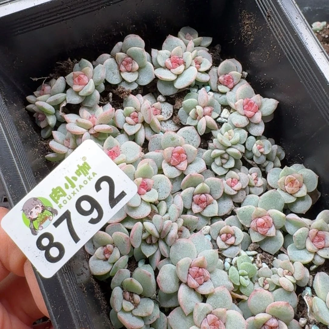 浅***浅多肉植物多肉植物