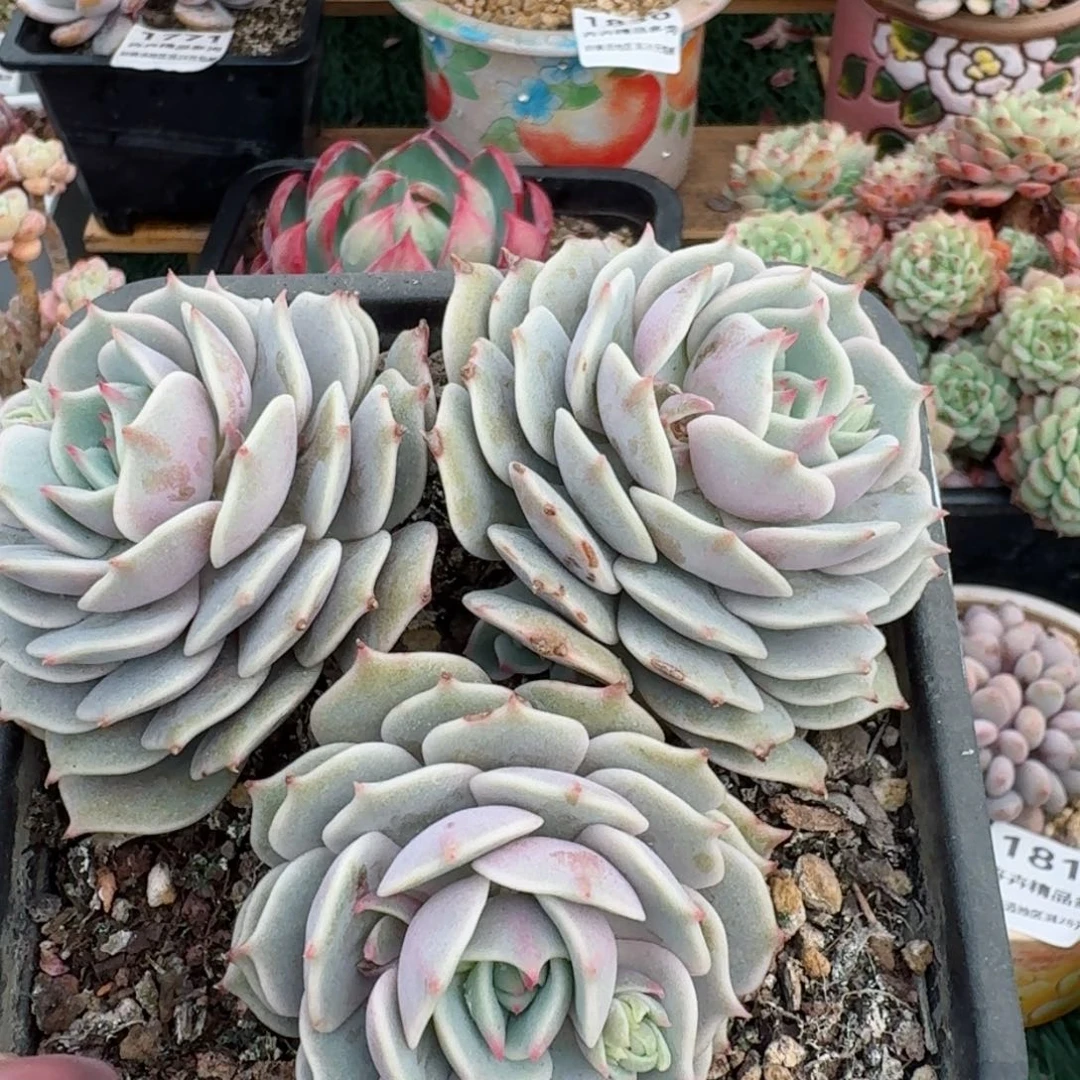 1799一物一拍（满28包邮）