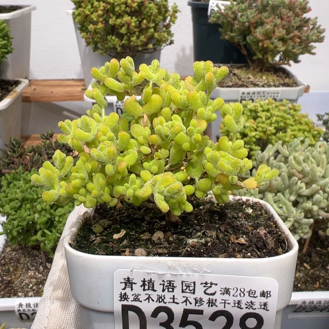 d3528黄金莱斯枝干