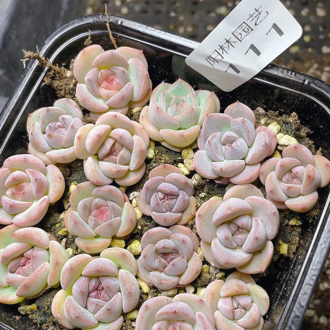 多肉植物多肉植物111