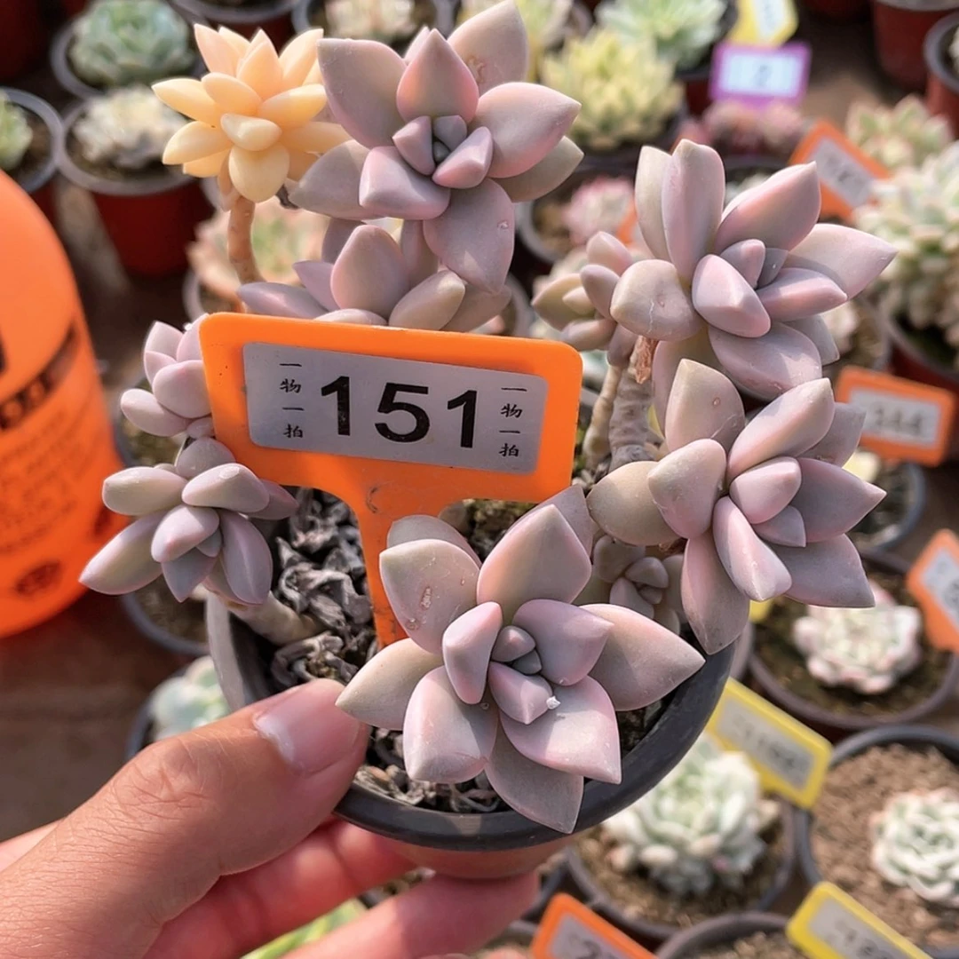 【闪购商品】151不包整